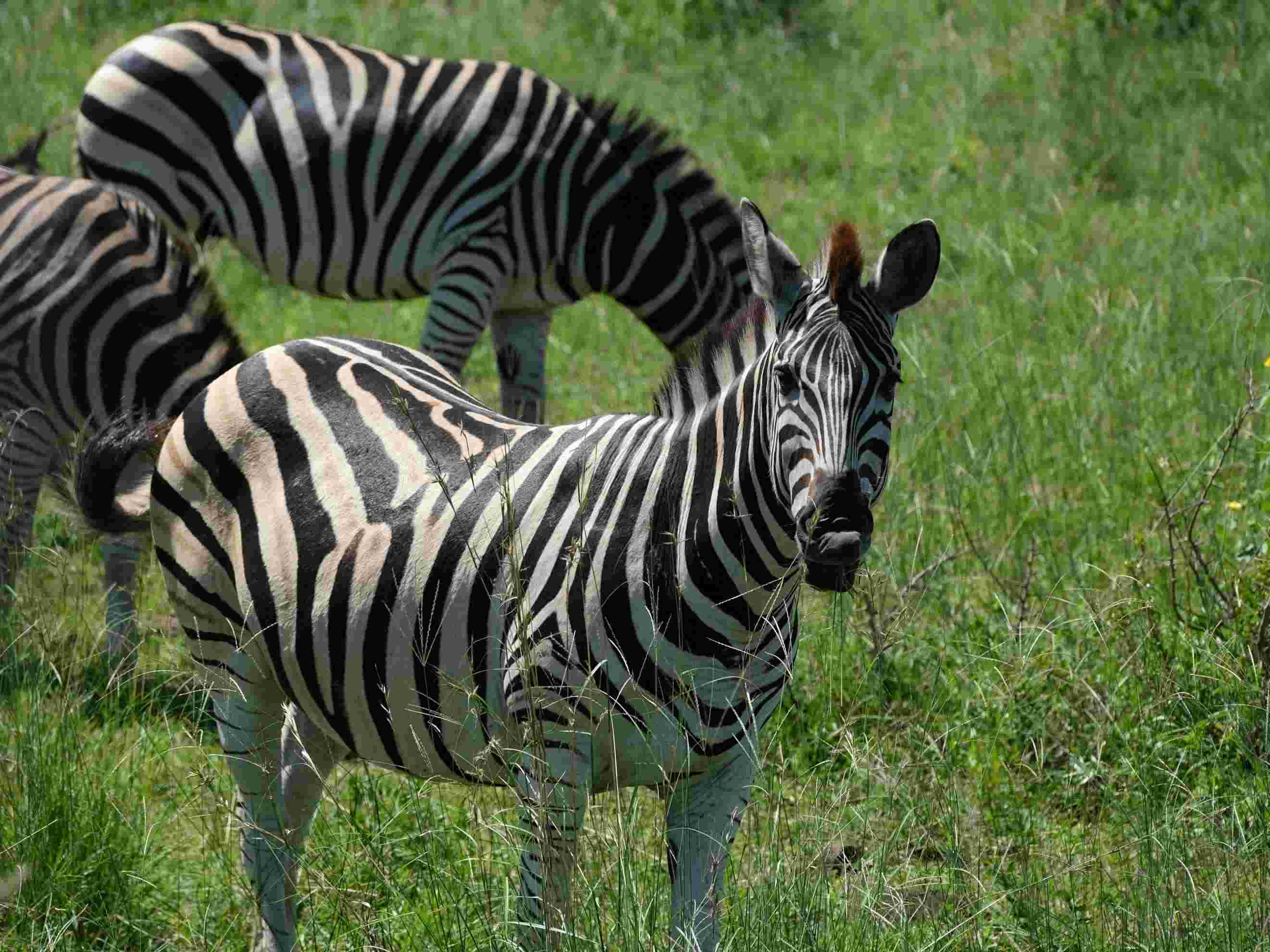 Tanzania Budget Camping